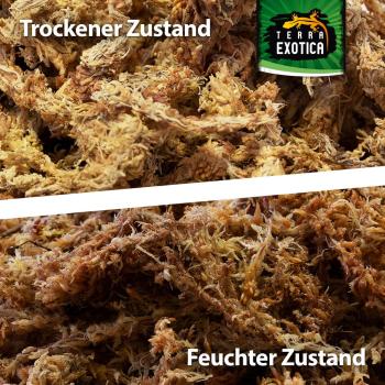 Terra Exotica Sphagnum Moos - ca. 1 kg